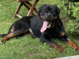 koju je zvijezdu kao klinca ugrizao rotvajler