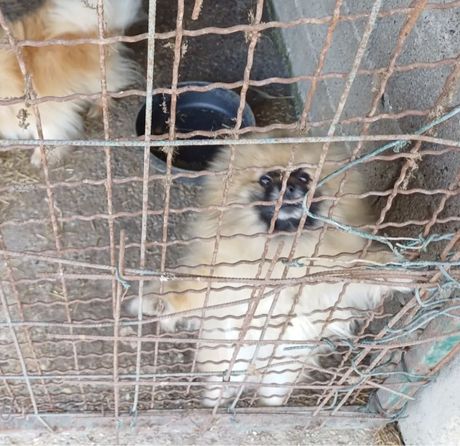 Pomeranci lečenje i udomljavanje Pomeranci lečenje i udomljavanje
