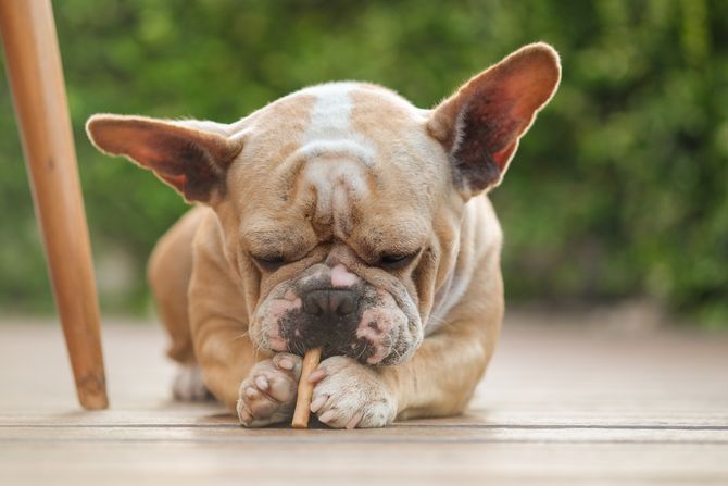 francuski buldog
