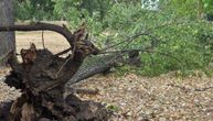 Dramatičan snimak sa Karaburme: Drvo palo na automobil, nekoliko sekundi pre toga prošla žena sa detetom