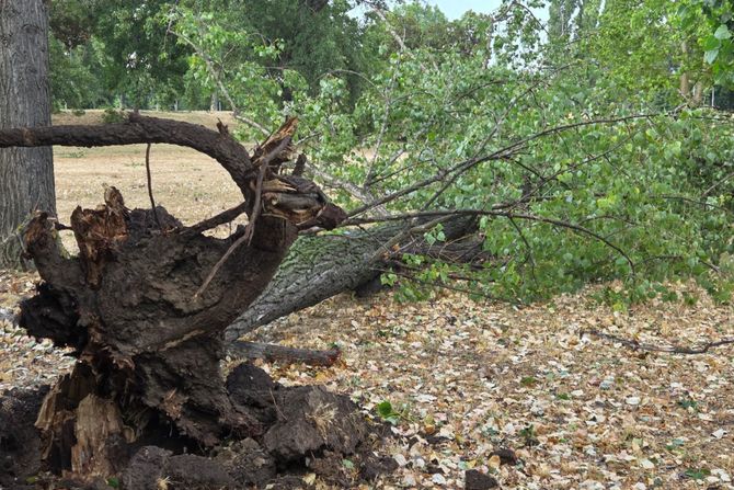Nevreme oluja drvo pad palo drvo Beograd Savski kej