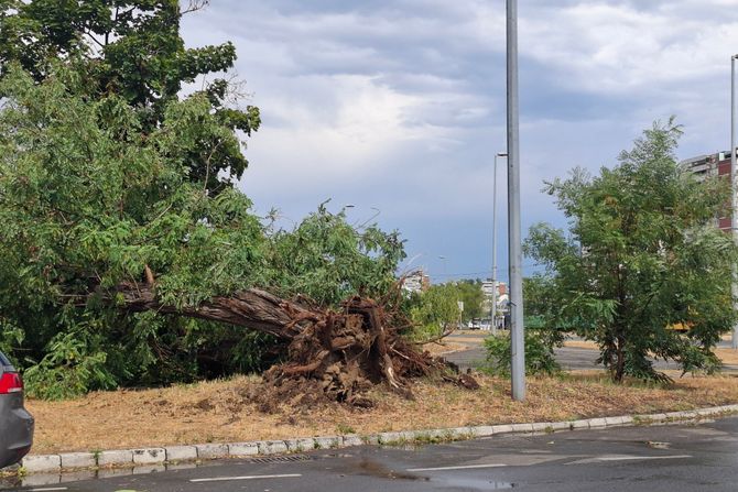 Novi Beograd, Blok 62, vetar iščupao veliko drvo , nevreme, oluja Novi Beograd, Blok 62, vetar iščupao veliko drvo , nevreme, oluja