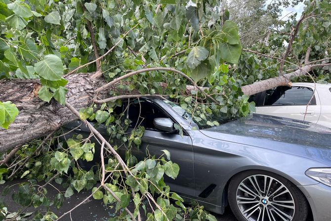 Oluja nevreme drvo palo pad drveta automobil Novi Beograd