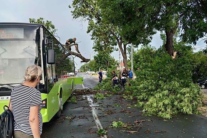 PANČEVO, DRVO, GRANA, AUTOBUS PANČEVO, DRVO, GRANA, AUTOBUS