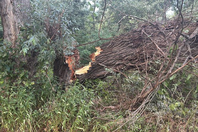 Oluja nevreme palo drvo Beograsd Zemun Veliko ratno ostrvo Oluja nevreme palo drvo Beograsd Zemun Veliko ratno ostrvo
