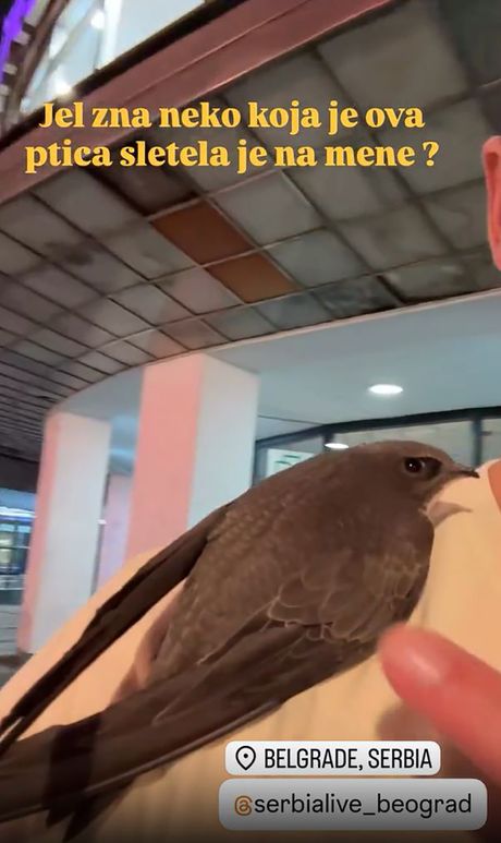 ptica, beograd
