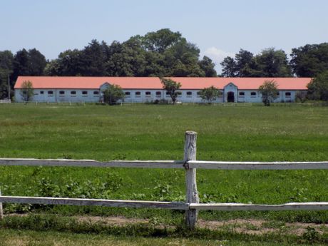 Ergela Ljubičevo, Požarevac, Srbija