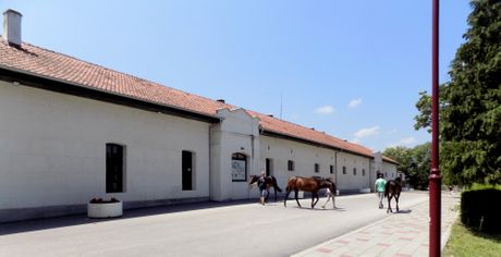 Ergela Ljubičevo, Požarevac, Srbija