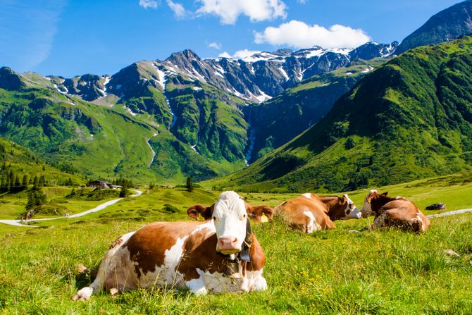 Krave na paši Krave na paši