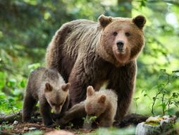medved, mladunci