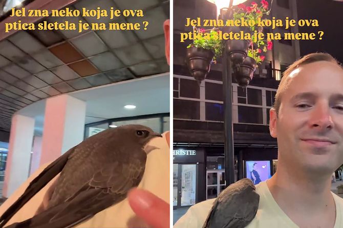 ptica, beograd