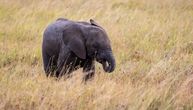 Ekspresni voz naleteo na krdo slonova: Neviđen horor na pruzi, cela zemlja žali za nastradalim divovima