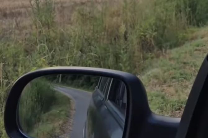 Crni srndać Crni srndać