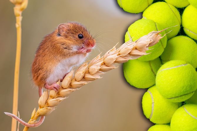 harvest mouse, poljski mis, teniska loptica harvest mouse, poljski mis, teniska loptica