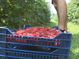 Maline, malinjak