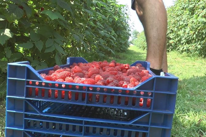 Maline, malinjak Maline, malinjak