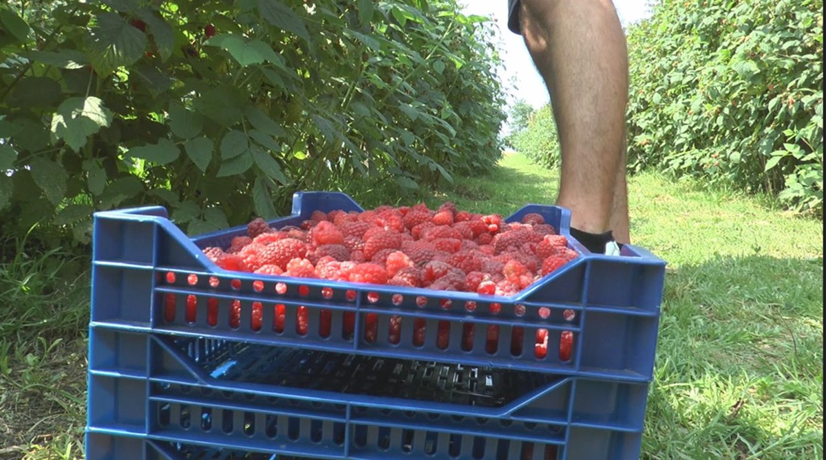 DRŽAVA ČEŠLJA MALINJAKE! Otkrivene velike nepravilnosti, proizvođačima dat rok od 15 dana ili slede kazne!