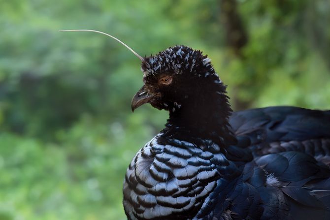 Rogata ćurka Rogata ćurka