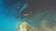 Naučnici spustili mamac na 1.600 metara dubine: Reakcija ajkula ih je ostavila bez teksta!