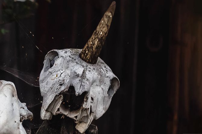 jednorog lobanja jednorog lobanja