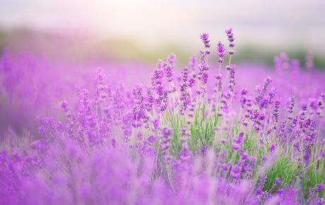 Lavanda