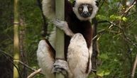 Lemuri stare drugačije nego ljudi – mogući pokazatelji zašto imamo bolesti povezane sa starošću