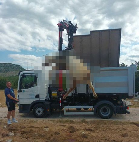 Pomor stoke u Zagori