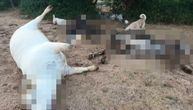 Šta se ovo dešava na Svilaji? Misteriozni pomor stoke - "Za deset dana ostao sam bez 11 krava!"