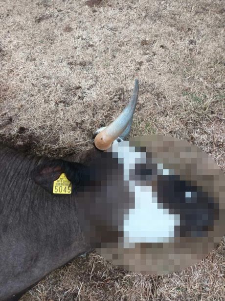 Pomor stoke u Zagori