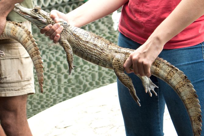 krokodil krokodil