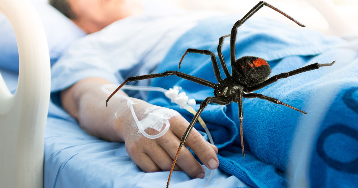 https://xdn.tf.rs/2025/07/14/pacijent-bolnica-pauk-crna-udovica--1200x630.webp?ver=670057