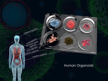 Organoidi Organoidi