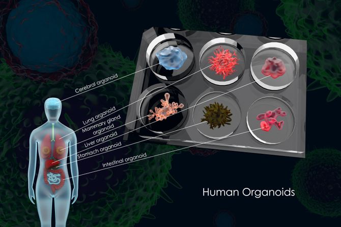 Organoidi Organoidi