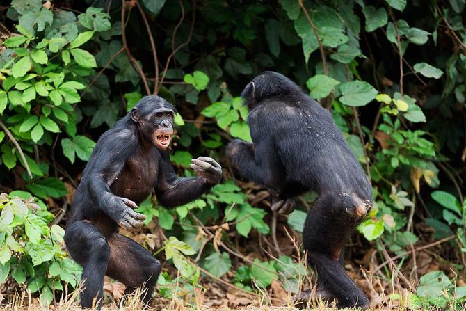bonobo, sukob