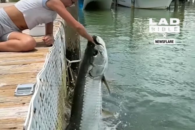 Devojčica hrani ribu Devojčica hrani ribu