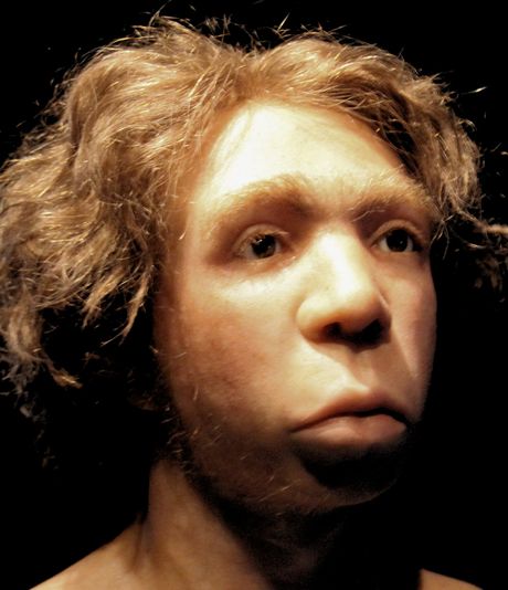 rekonstrukcija lobanje neandertalca rekonstrukcija lobanje neandertalca