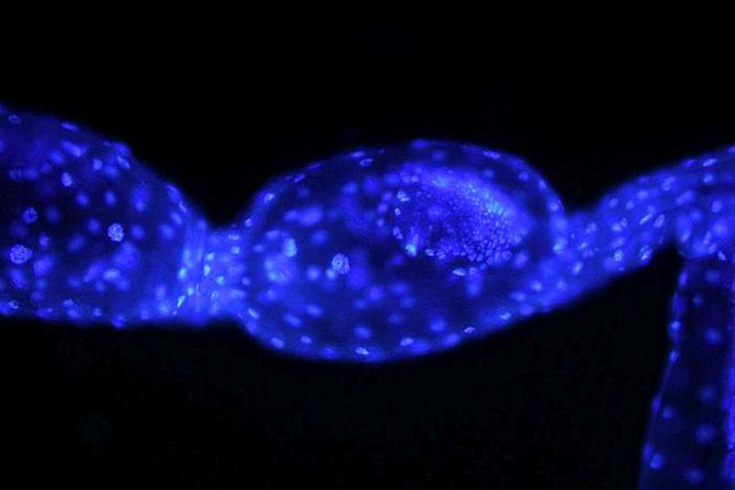 Ormia embryo Ormia embryo