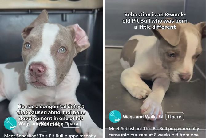 Pit bul Sebastijan