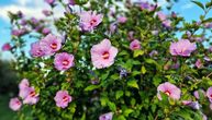Ova biljka cveta kao žena koja zna šta hoće: MAGIČNI HIBISKUS snižava pritisak i holesterol, a lako se uzgaja