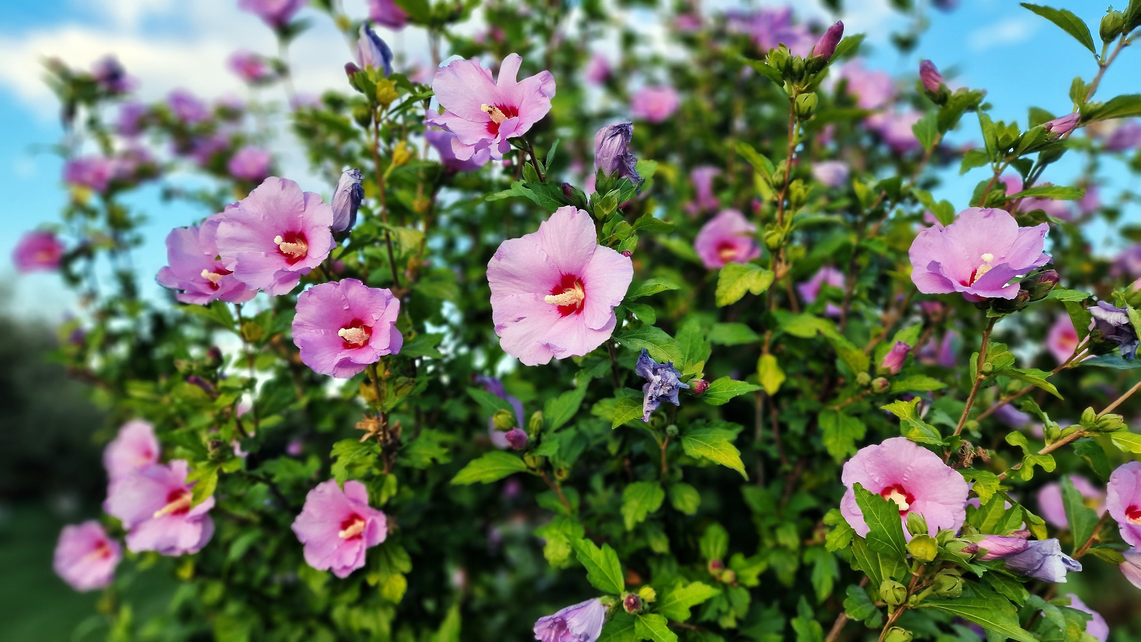Ova biljka cveta kao žena koja zna šta hoće: MAGIČNI HIBISKUS snižava pritisak i holesterol, a lako se uzgaja