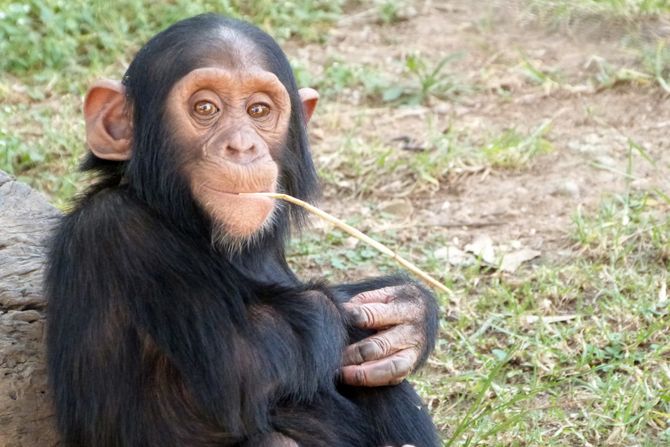 Šimpanza