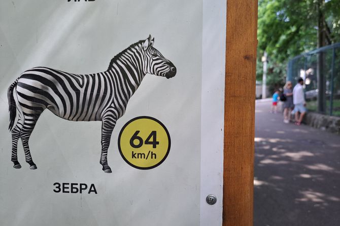 Beogradski zoo vrt, zebra Beogradski zoo vrt, zebra