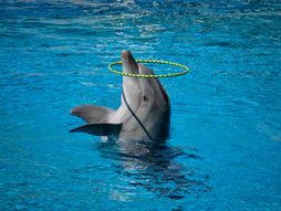 Delfini zabavni park