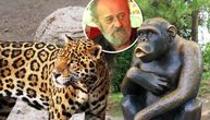 Šimpanza Sami najpoznatiji "begunac", ulicama Beograda šetao i opasan jaguar: Sva legendarna bekstva ZOO vrta