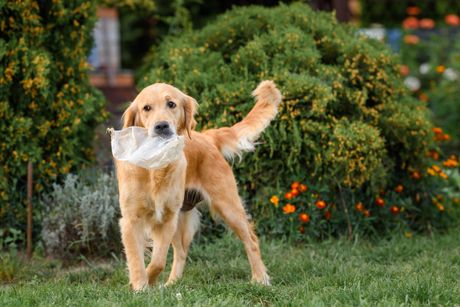 Pas i plastična flaša