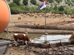 SUVA PLANINA GLAMOČIĆ INTERVENCIJA