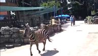 Prvi snimak drame u Beo ZOO vrtu! Zebra provalila vrata i TRČI pored ljudi, povređeno i dete (2)