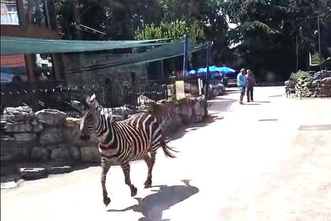 Zebra trči, Beo Zoo vrt Zebra trči, Beo Zoo vrt