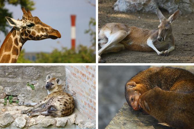 Zoo vrt