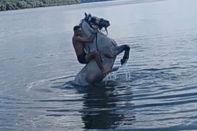 Konji u Dunavu, Stari Banovci